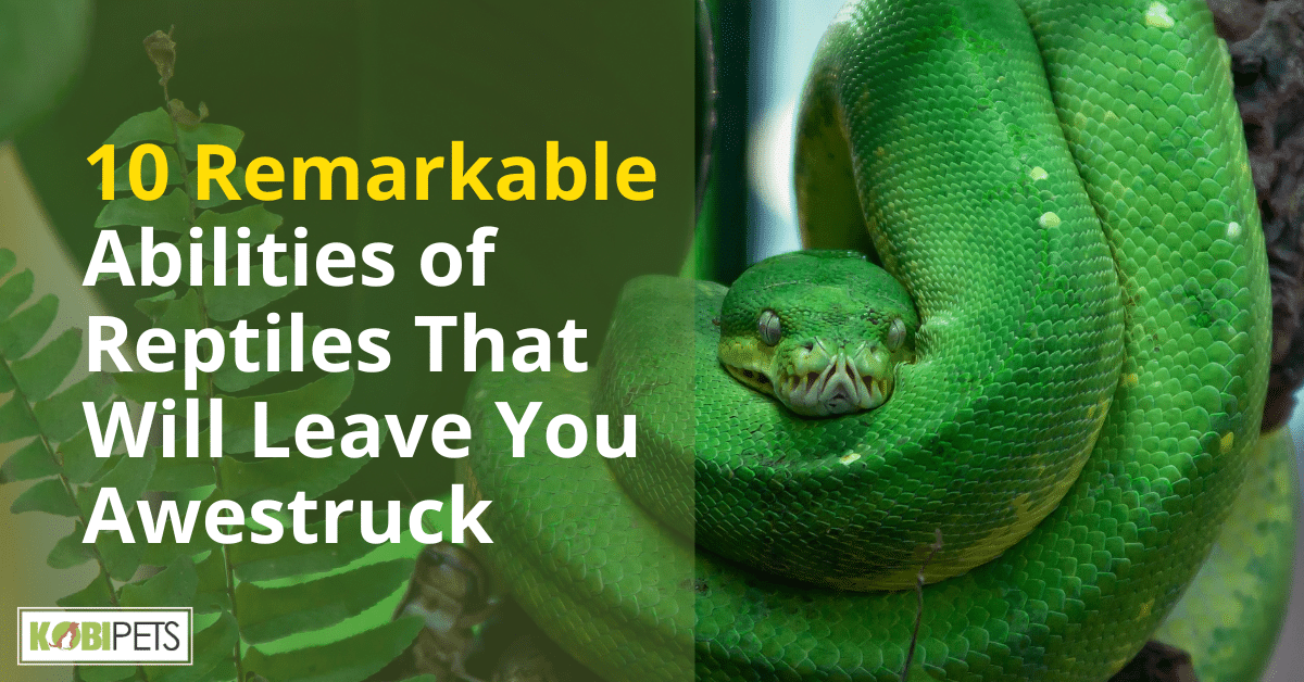 10 Remarkable Abilities of Reptiles That Will Leave You Awestruck